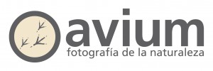 AVIUM_fotografia